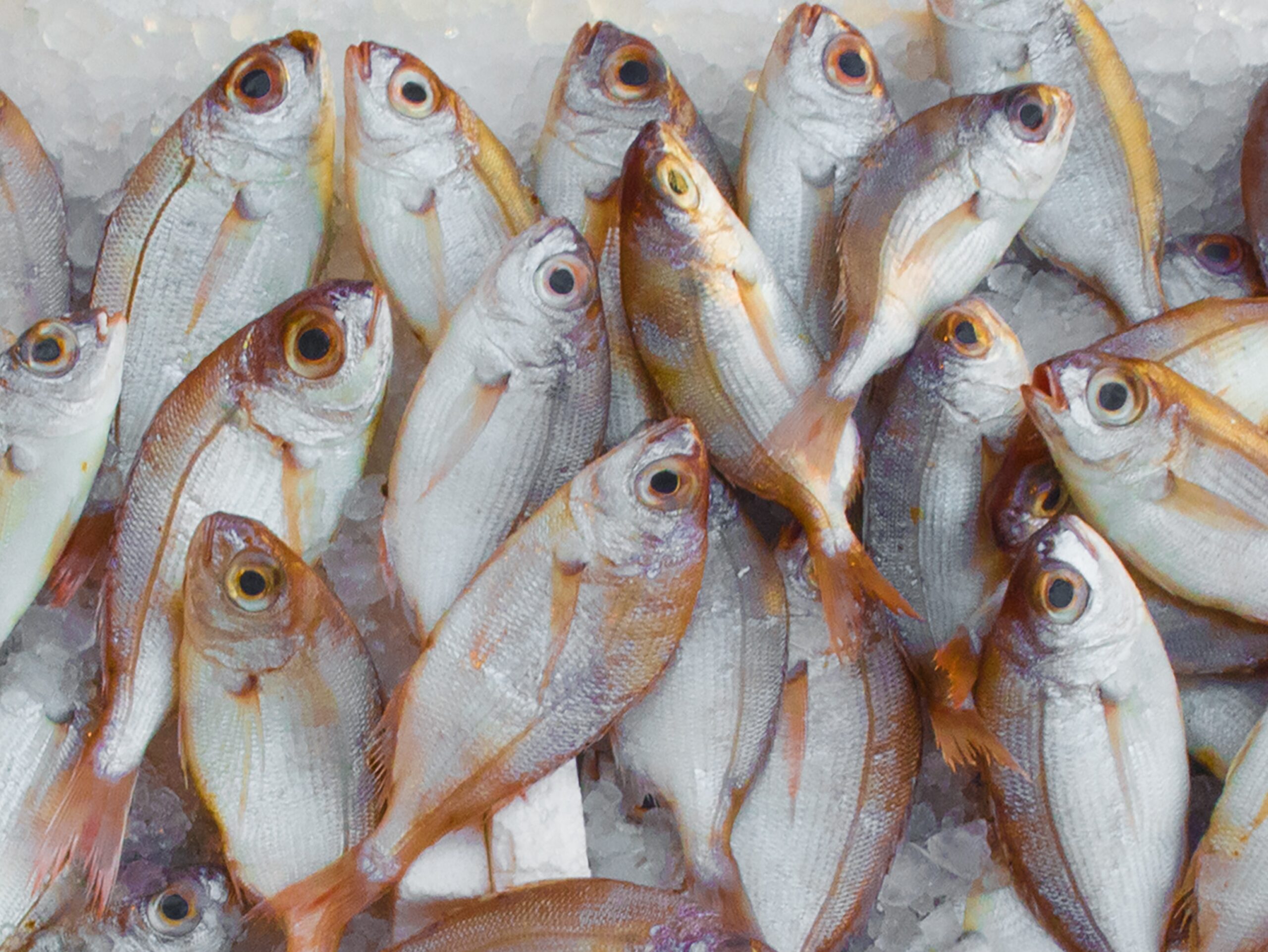 Seafoodia - Food Foundry